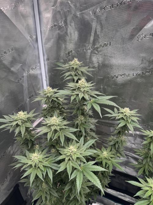 RQS Critical + White Widow. Week 13