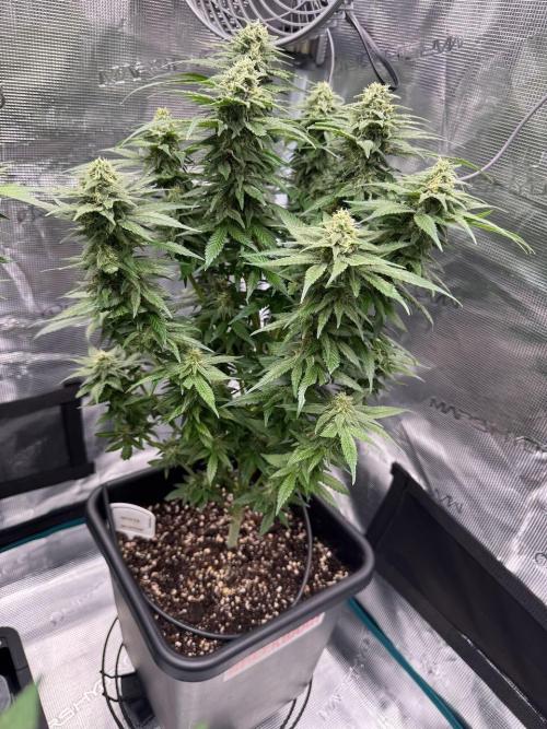RQS Critical + White Widow. Week 13