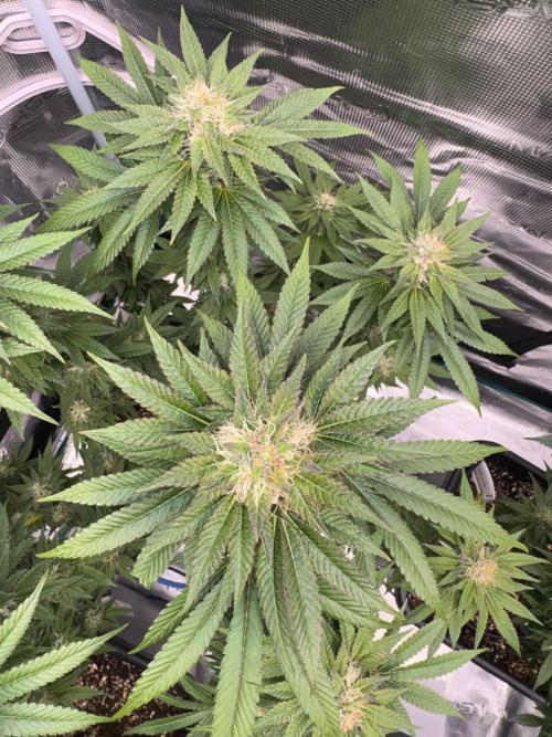 RQS Critical + White Widow. Week 13