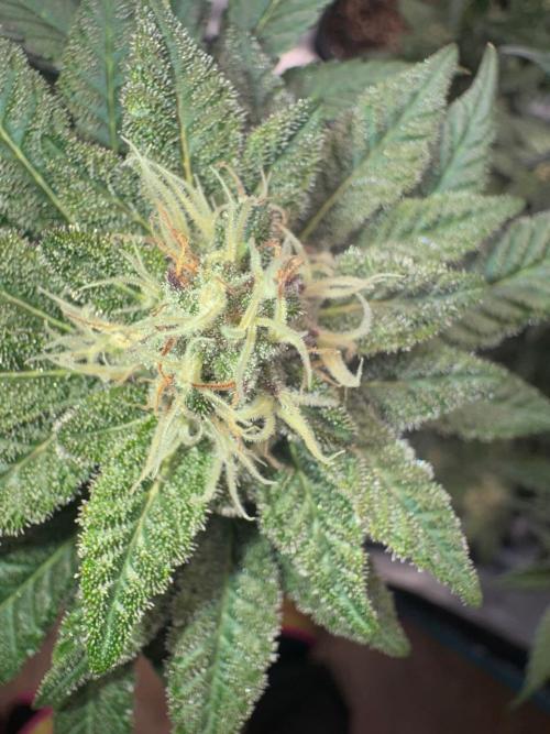 RQS Critical + White Widow. Week 13