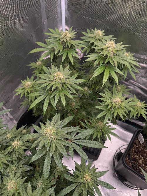 RQS Critical + White Widow. Week 13