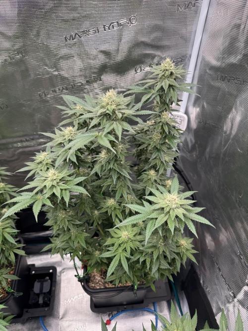 RQS Critical + White Widow. Week 13