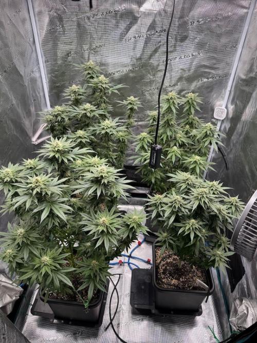 RQS Critical + White Widow. Week 13