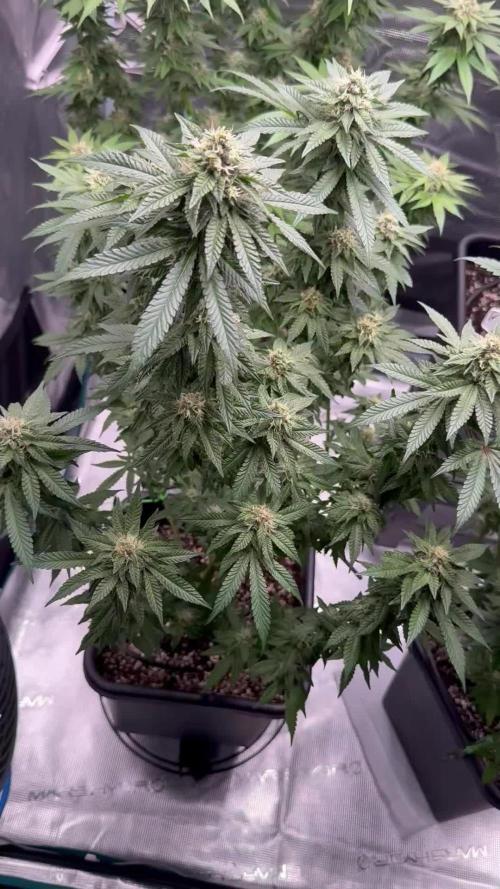 RQS Critical + White Widow