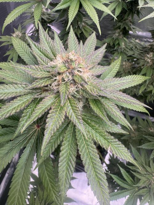 RQS Critical + White Widow. Week 14