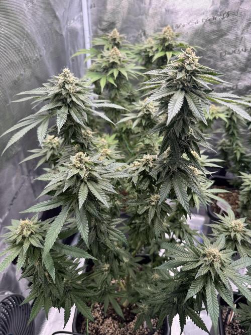 RQS Critical + White Widow. Week 14