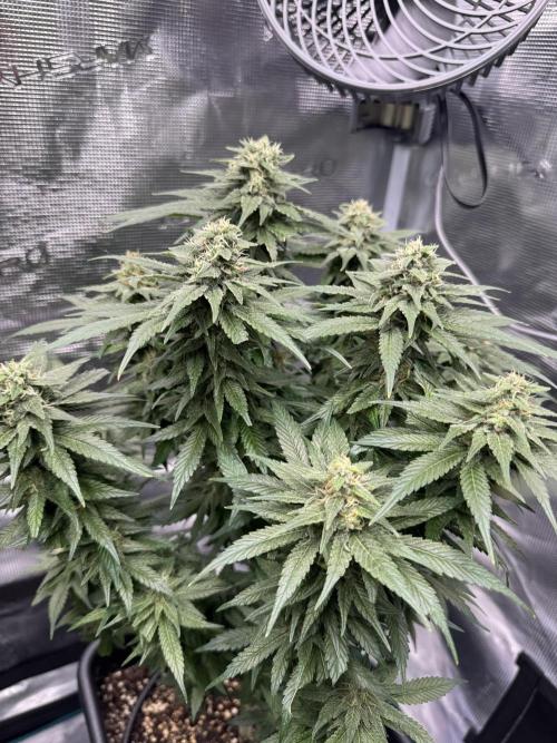 RQS Critical + White Widow. Week 14 - White Widow