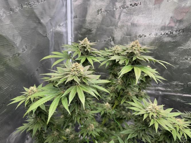 RQS Critical + White Widow. Week 14