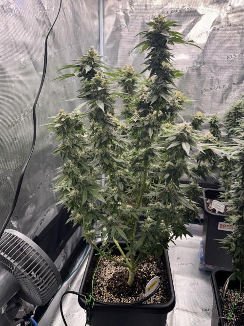 RQS Critical + White Widow. Week 14