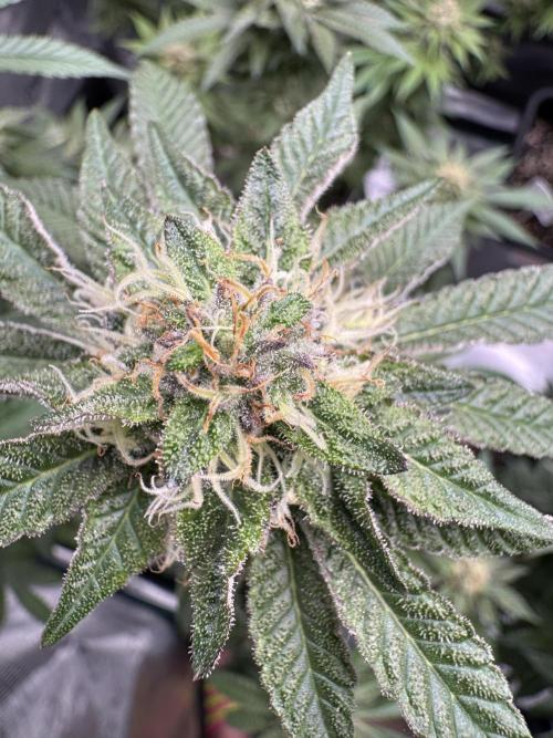 RQS Critical + White Widow. Week 14
