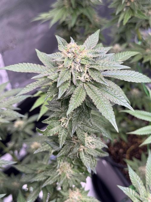RQS Critical + White Widow. Week 14