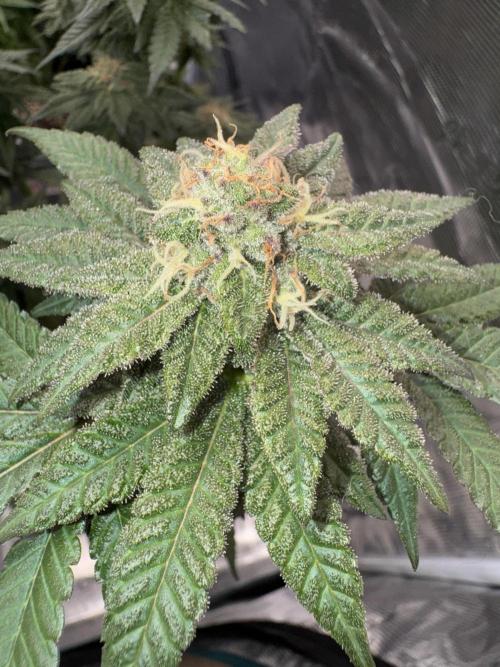 RQS Critical + White Widow. Week 14