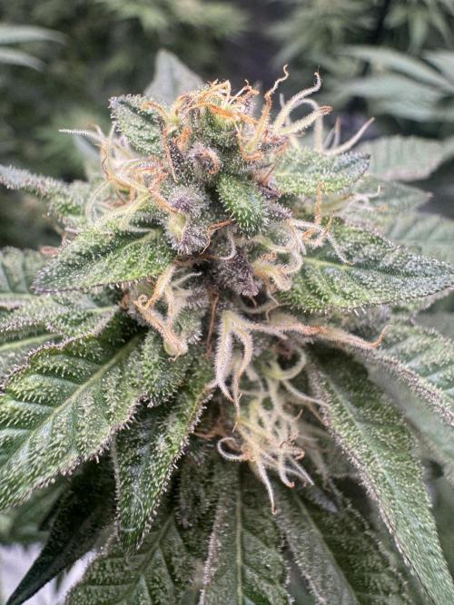 RQS Critical + White Widow. Week 14