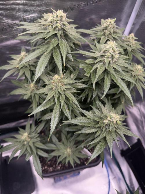 RQS Critical + White Widow. Week 14 - White Widow