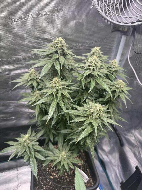 RQS Critical + White Widow. Week 14 - White Widow