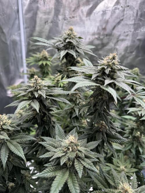 RQS Critical + White Widow. Week 14