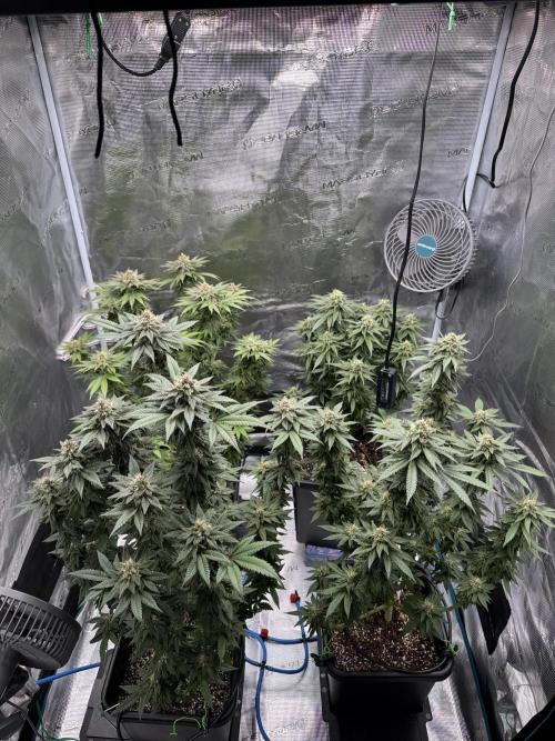 RQS Critical + White Widow. Week 14