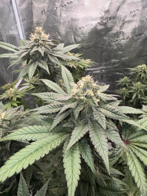 RQS Critical + White Widow. Week 14