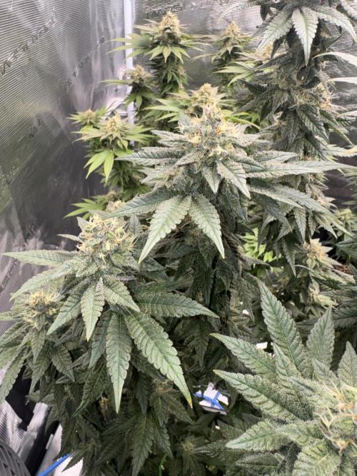 RQS Critical + White Widow. Week 14