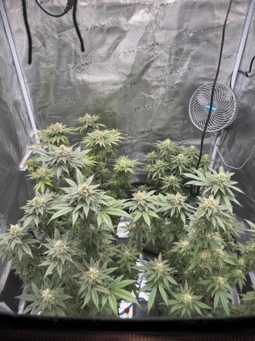 RQS Critical + White Widow. Week 14