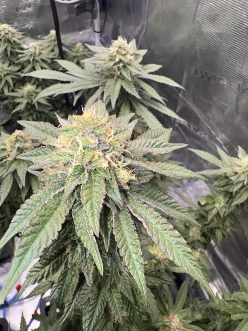 RQS Critical + White Widow. Week 14