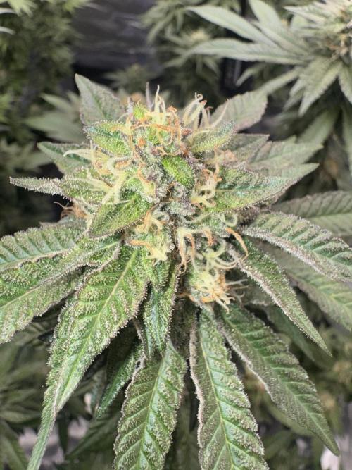RQS Critical + White Widow. Week 14