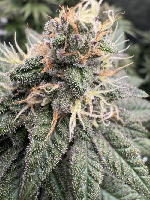 RQS Critical + White Widow. Week 14