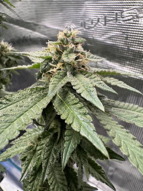 RQS Critical + White Widow. Week 14