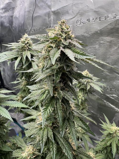RQS Critical + White Widow. Week 14