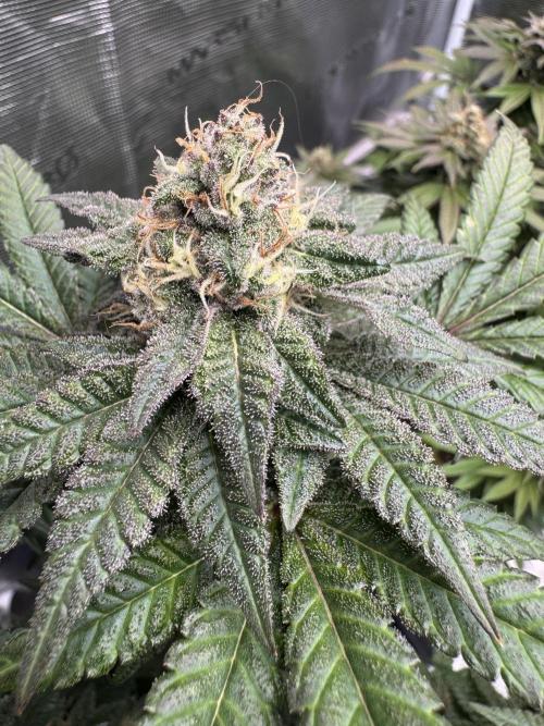 RQS Critical + White Widow. Week 14