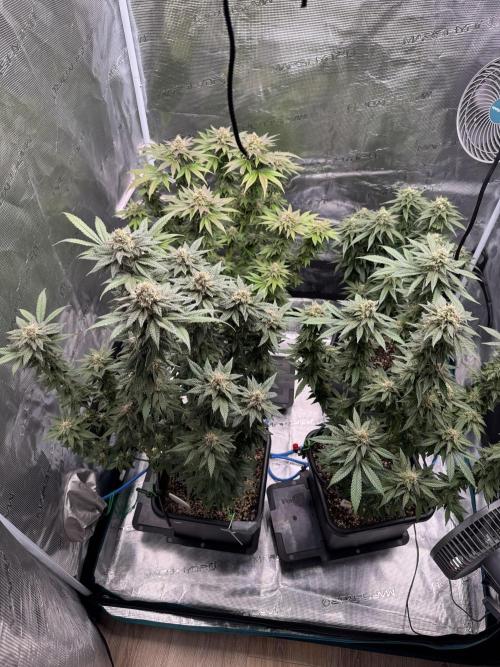 RQS Critical + White Widow. Week 14