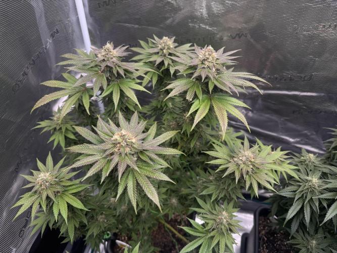 RQS Critical + White Widow. Week 14