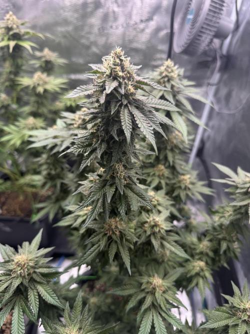 RQS Critical + White Widow. Week 14