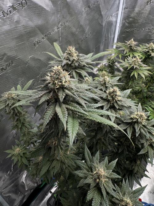 RQS Critical + White Widow. Week 14