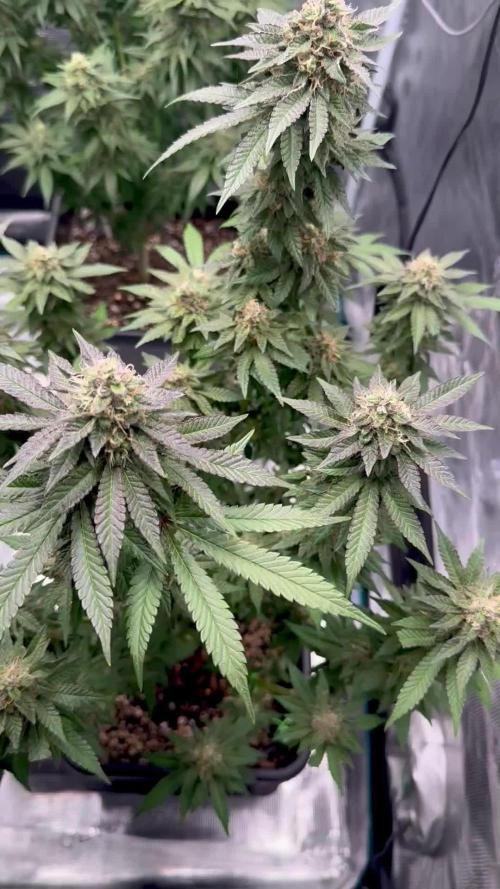 RQS Critical + White Widow
