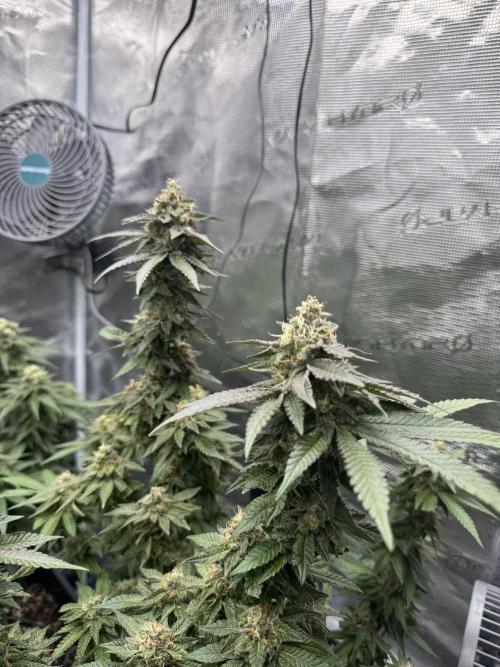 RQS Critical + White Widow. Week 15 - CRITICAL 1 - day 101