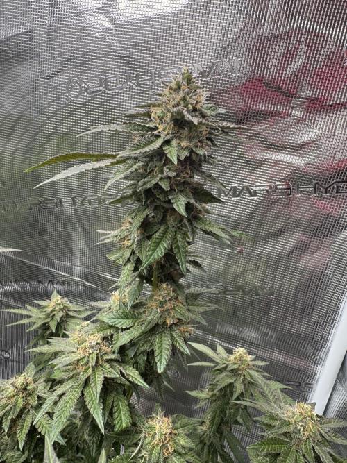 RQS Critical + White Widow. Week 15 - CRITICAL 1 - day 103