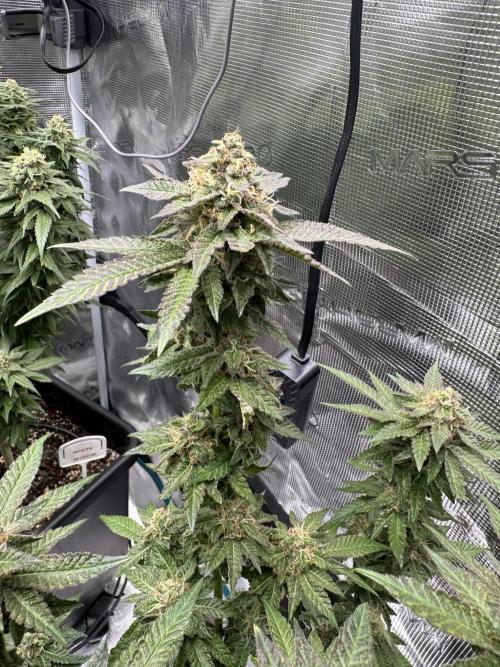 RQS Critical + White Widow. Week 15 - CRITICAL 1 - day 103