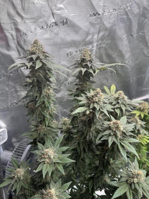 RQS Critical + White Widow. Week 15 - CRITICAL 2 - day 103