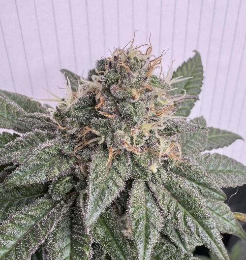 RQS Critical + White Widow. Week 15 - CRITICAL 2 - day 101