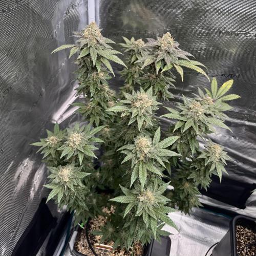 RQS Critical + White Widow. Week 15 - CRITICAL 2 - day 103