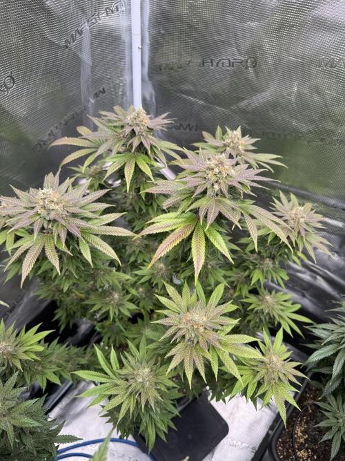 RQS Critical + White Widow. Week 15 - CRITICAL 3