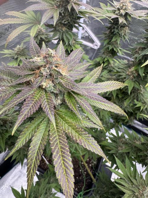 RQS Critical + White Widow. Week 15 - CRITICAL 3