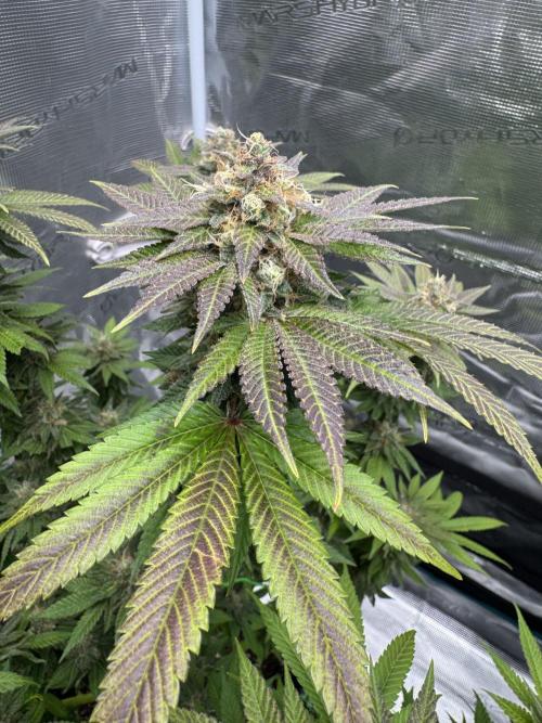 RQS Critical + White Widow. Week 15 - CRITICAL 3