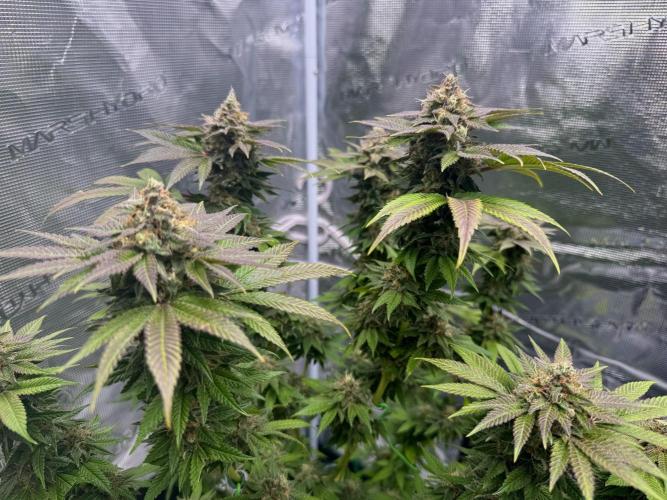 RQS Critical + White Widow. Week 15 - CRITICAL 3