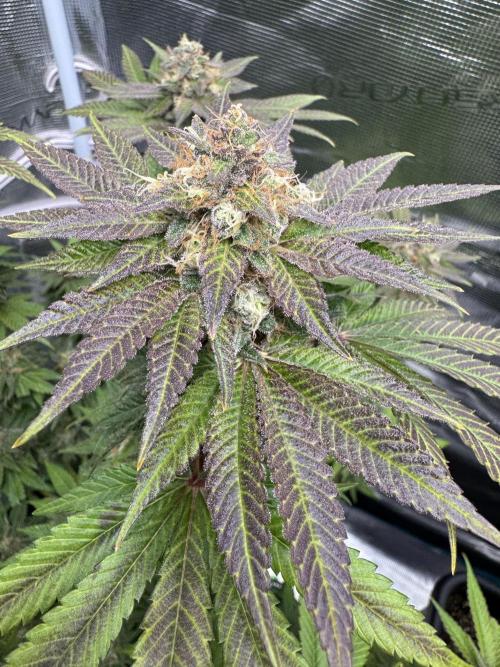 RQS Critical + White Widow. Week 15 - CRITICAL 3