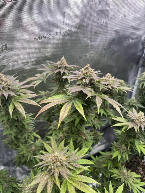 RQS Critical + White Widow. Week 15 - CRITICAL 3