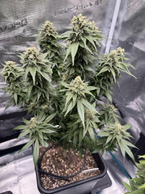 RQS Critical + White Widow. Week 15 - WHITE WIDOW - day 105