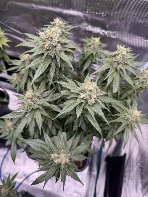 RQS Critical + White Widow. Week 15 - WHITE WIDOW - day 102