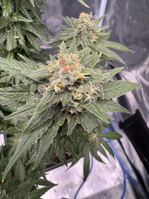 RQS Critical + White Widow. Week 15 - WHITE WIDOW - day 102